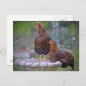 Poules sur carte postale Birdbath (Devant / Derrière)