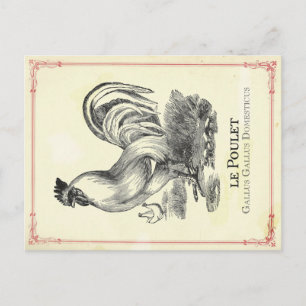 Poulet Chicken Briefkaart
