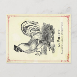 Poulet Chicken Briefkaart