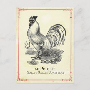 Poulet Chicken Briefkaart