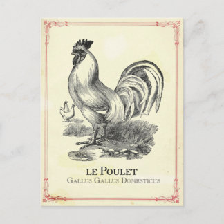 Poulet Chicken Briefkaart
