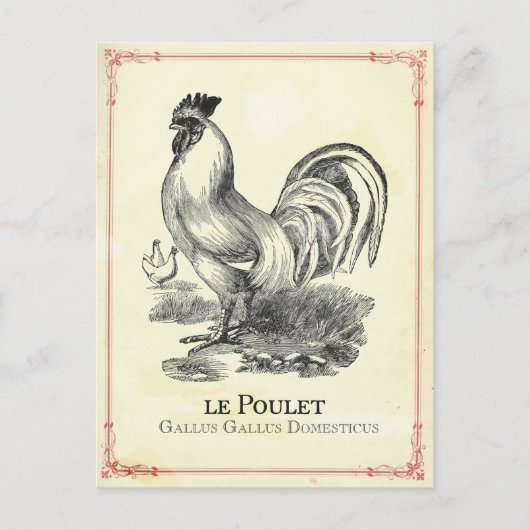 Poulet Chicken Briefkaart (Voorkant)