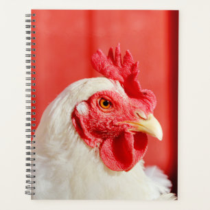 Poulet de ferme
