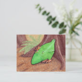Poulet de la carte postale Plante (Debout devant)