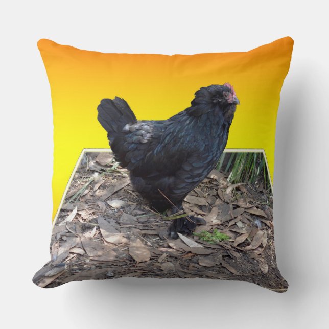 Poulet Fluffé Noir Sur Grand Coussin De Popout Jau (Recto)