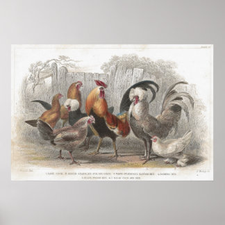 Poulet & Hen Antique Impression Lithographique