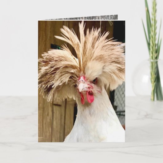 poulet polonais "coop hair no care!" Carte 5"x7" (Devant)