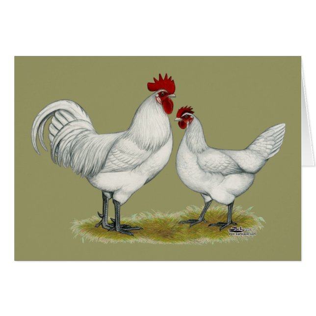 Poulets de pieds bleus (Devant Horizontal)