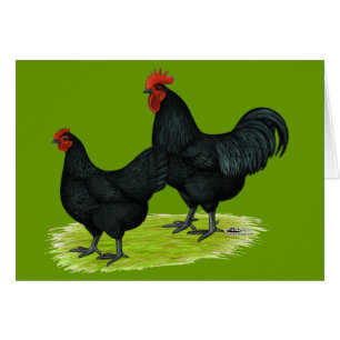 Poulets noirs d'Australorp