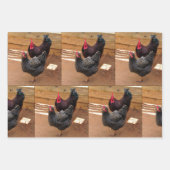 Poulets - Vie agricole - Enveloppement de feuilles (Devant 3)