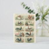 Poulets vintages -- Carte postale ornementale de (Debout devant)