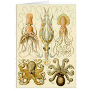 Poulpe Vintage Squid Gamochonia par Ernst Haeckel
