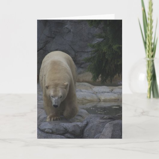 Pour Fêtes Annuelles Cartes animales, ours blanc (Devant)