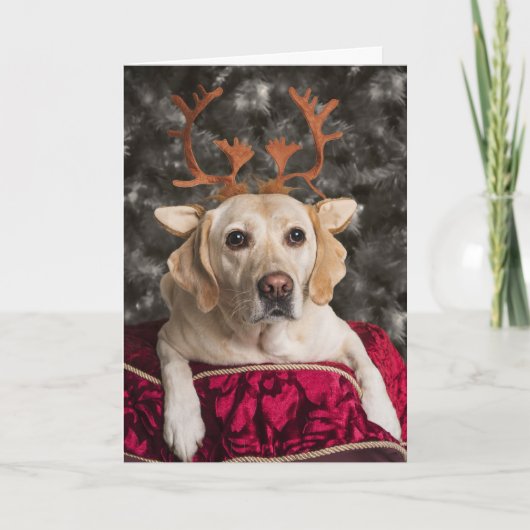 Pour Fêtes Annuelles Cartes de Noël Funny Yellow Lab (Devant)