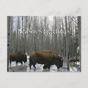 Pour Fêtes Annuelles Cartes de vœux de saison de Bison Amérindien