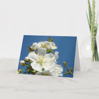 Cartes de vœux Fleurs de cerisier Ciel bleu Printe
