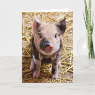 POUR FÊTES ANNUELLES COUPE PIG TOUTES LES OCCASIONS CARTES DE RÉCUPÉRAT