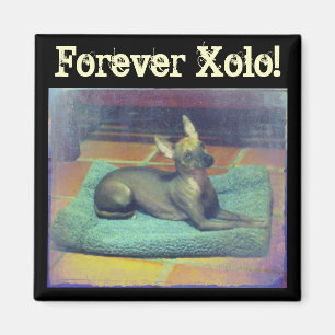 Pour toujours Xolo ! Aimant