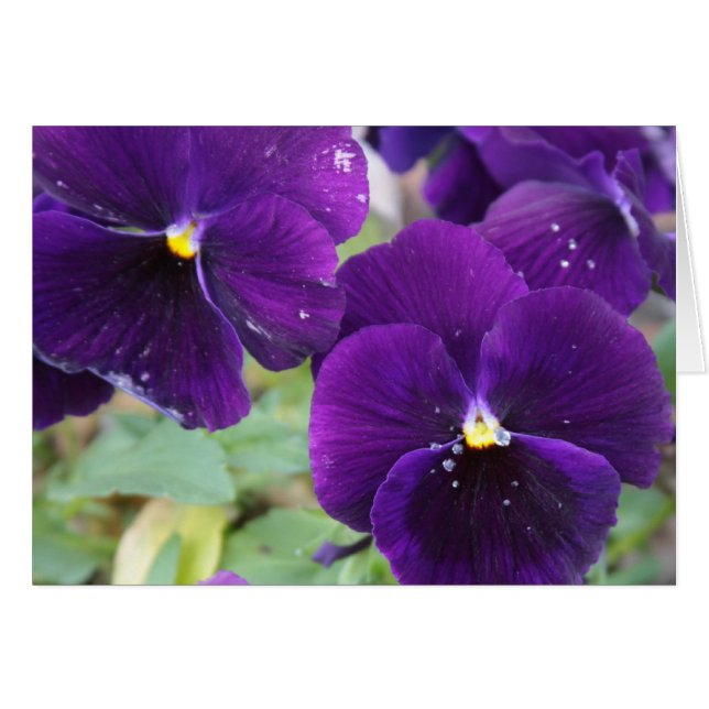 Pourcentage pourpre (Devant Horizontal)