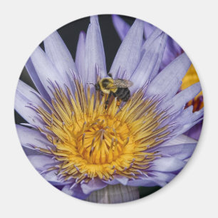 Pourpre de nénuphar et aimant d'abeille