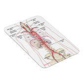 POURQUOI AORTA ! ! Magnets (Côté Droit)