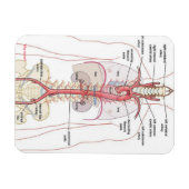 POURQUOI AORTA ! ! Magnets (Horizontal)