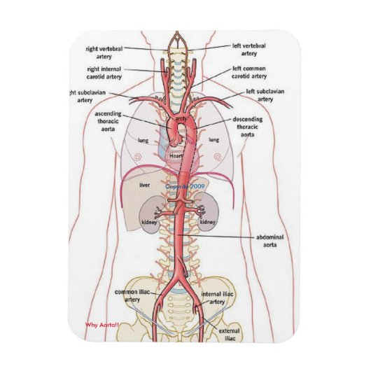 POURQUOI AORTA ! ! Magnets (Vertical)