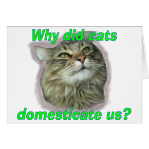 Pourquoi les chats nous ont-ils domestiqués ?