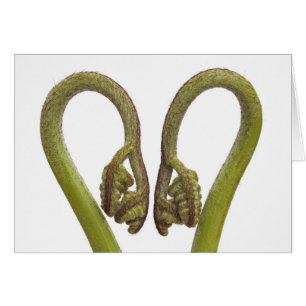 Pousses 2 de fougère