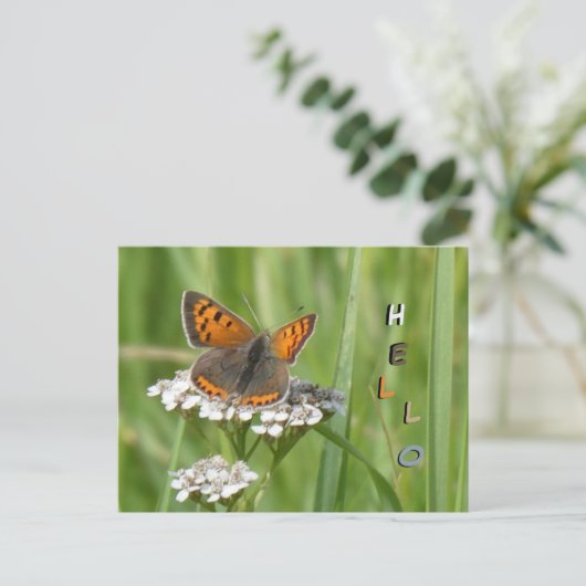 Poussière à papillon feu mignonne. Carte postale H (Debout devant)