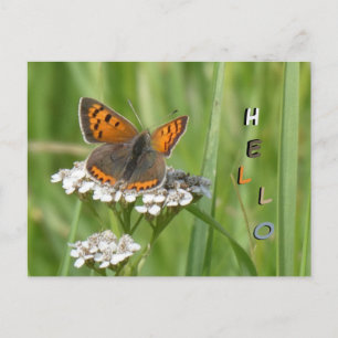 Poussière à papillon feu mignonne. Carte postale H