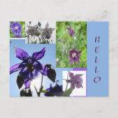 Poussière Collage Aquilegia. Carte postale Text & (Devant)