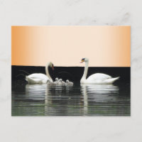 Poussière De Famille De Cygne. Carte postale do-it