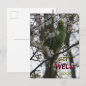 Poussière de perruches à anneau rose. Carte postal (Devant / Derrière)