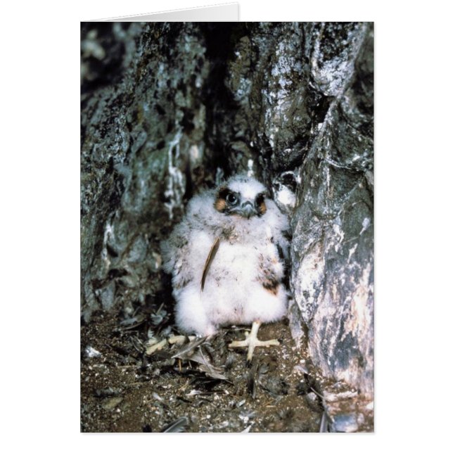 Poussin de faucon pérégrin (Devant)