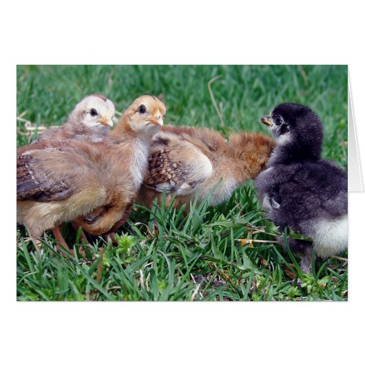 Poussins (Devant horizontal)
