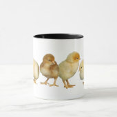 poussins croisant la tasse (Centre)