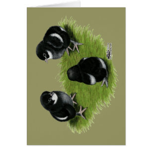 Poussins de cuivre noirs de Marans