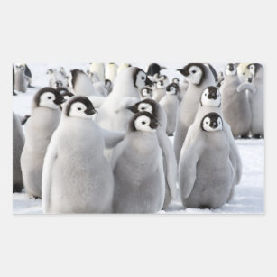 Poussins de pingouin d'empereur - autocollant