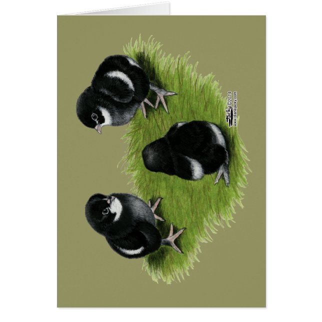 Poussins Marans Noir Cuivré (Devant)