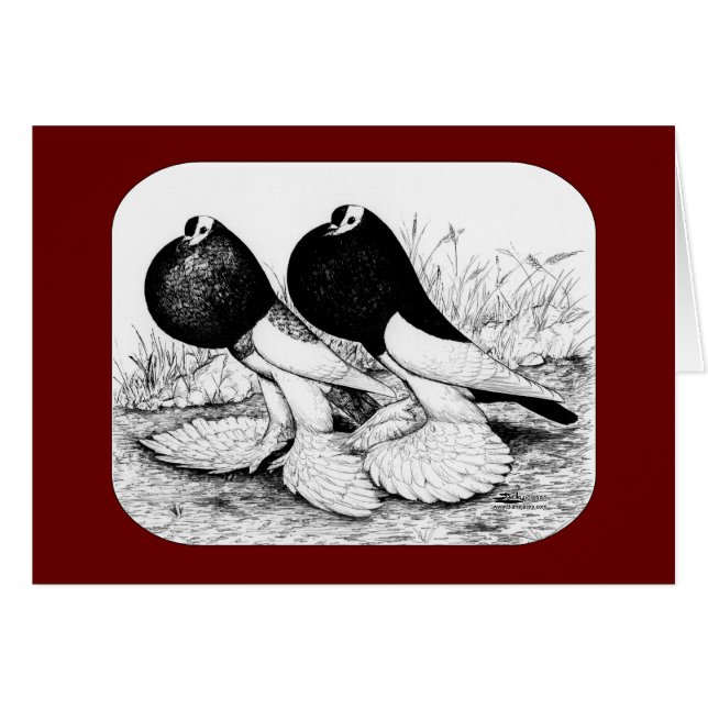 Pouter Pigeons omdraaien (Voorkant Horizontaal)