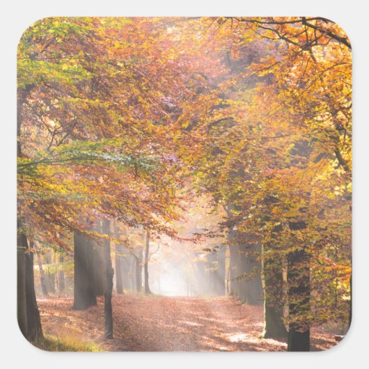 Poutres de soleil dans un autocollant de forêt d'a (Devant)