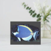 Powder Blue Tang Briefkaart (Staand voorkant)