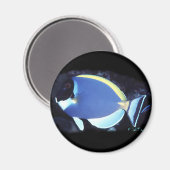 Powder Blue Tang Magneet (Voorkant / Achterkant)