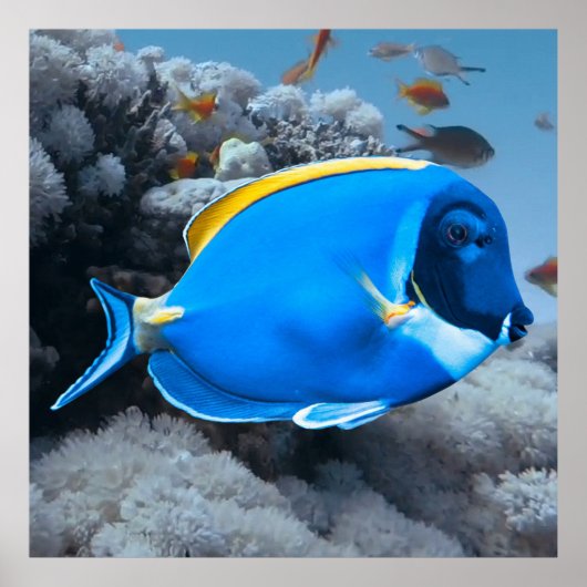 Powder Blue Tang Poster (Voorkant)