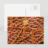 Powdery Mildew Fungus over Poinsettia Briefkaart (Voorkant / Achterkant)