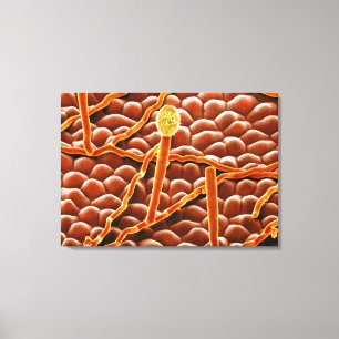 Powdery Mildew Fungus over Poinsettia Canvas Afdruk