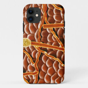 Powdery Mildew Fungus over Poinsettia iPhone 11 Hoesje