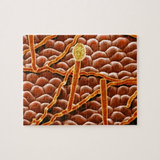 Powdery Mildew Fungus over Poinsettia Legpuzzel (Horizontaal)