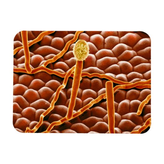 Powdery Mildew Fungus over Poinsettia Magneet (Horizontaal)